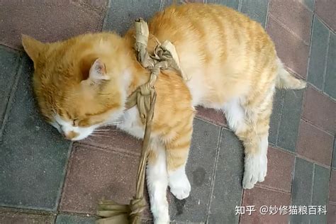 猫死了|怎么判断一只猫咪是否“死亡”了？